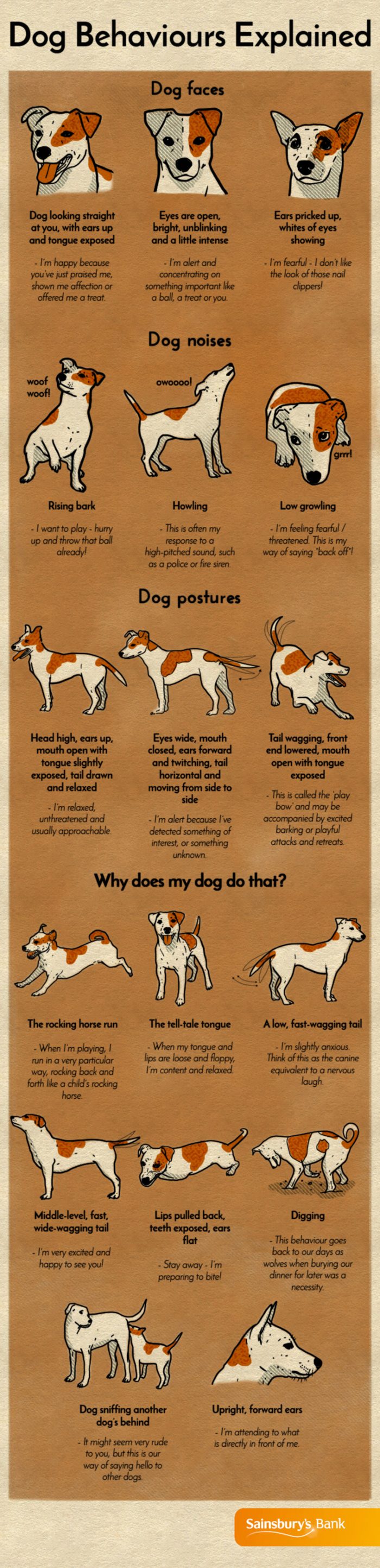 dog-behaviors-700x2884